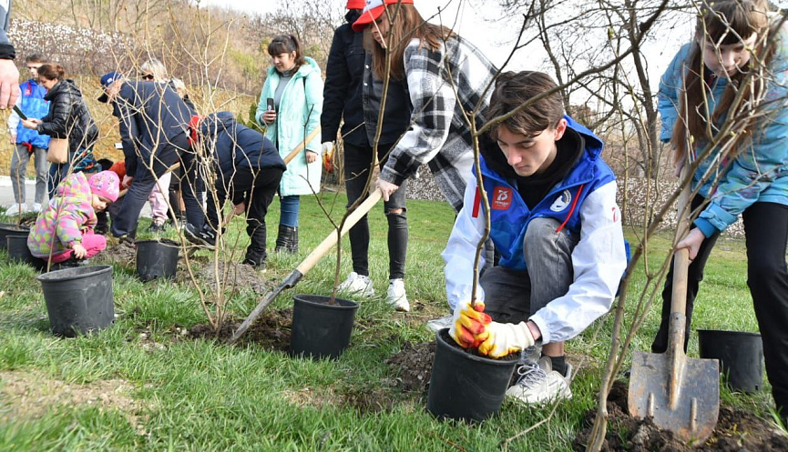 Молодежь Кубани может присоединиться к высадке деревьев во славу участников Великой Отечественной войны