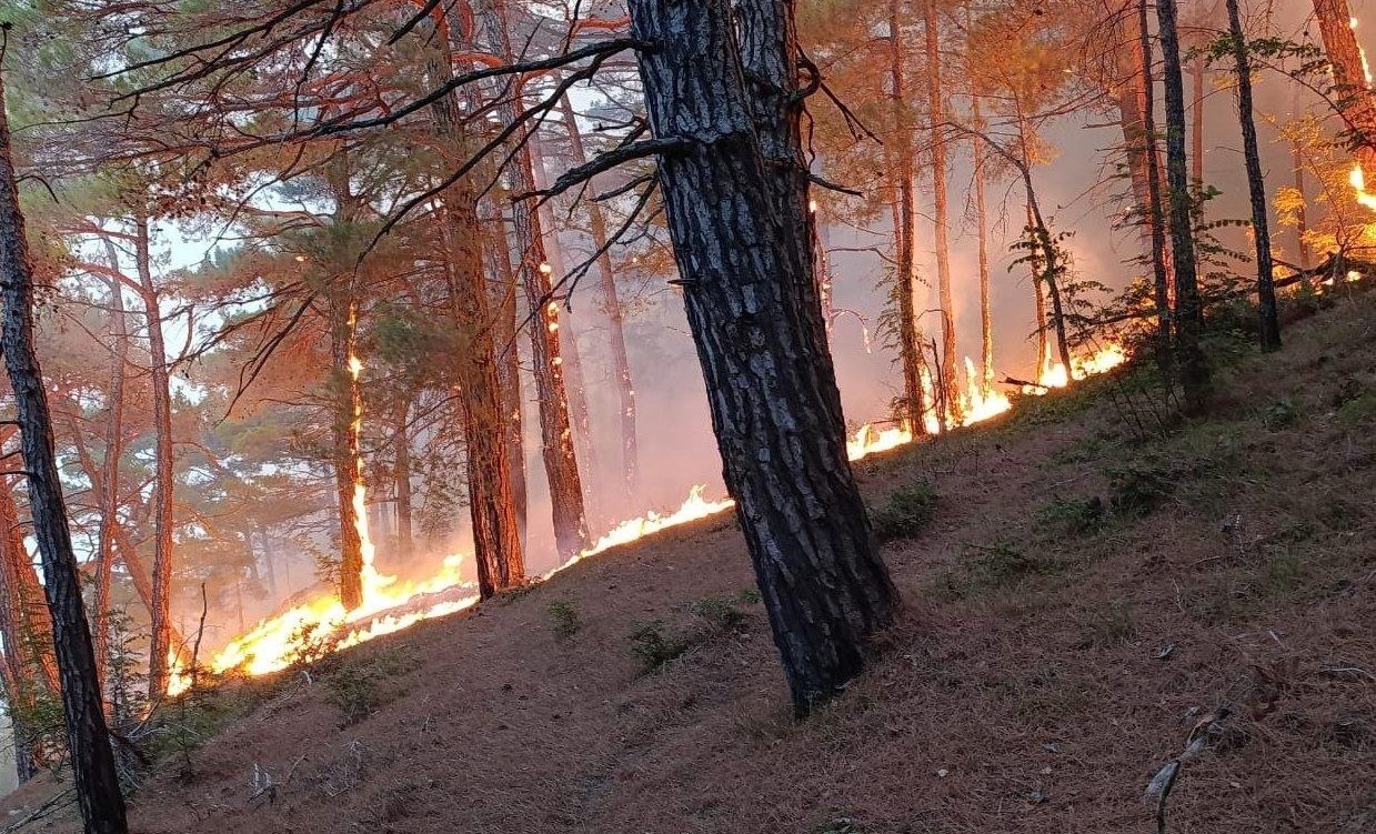 Волонтеры движения #МЫВМЕСТЕ участвуют в ликвидации последствий лесных пожаров